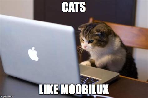 Cat Using Computer Imgflip
