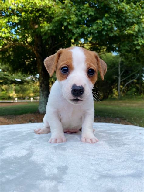Our Jack Russell Puppies For Sale Jack Russell Breeders