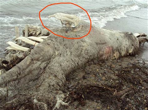 Does This Strange Sea Creature Washed Up On Shore Have Paws Or Feet