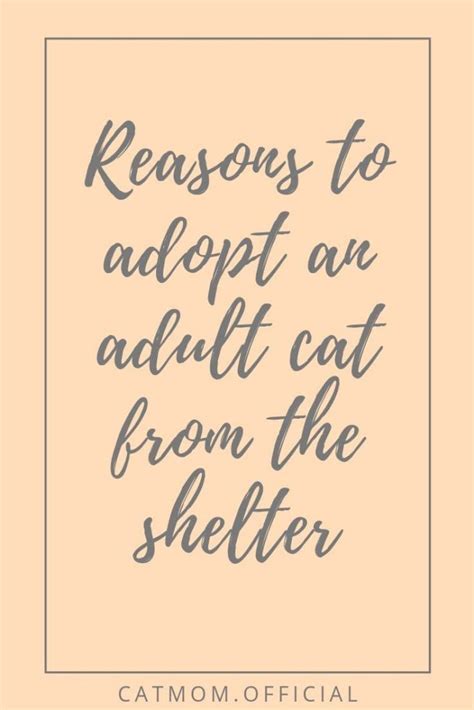 Reasons To Adopt An Adult Cat From The Shelter Kat
