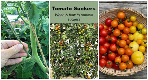 Tomato Plant Suckers When And How To Prune Tomato Plants