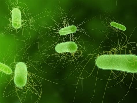 Tipos de bacterias características formas y estructura Renovables