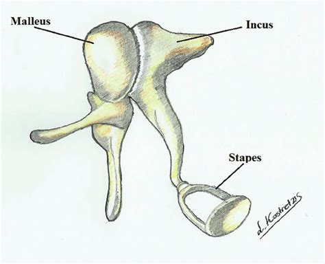 Articulation Of The Auditory Ossicles Download Scientific Diagram