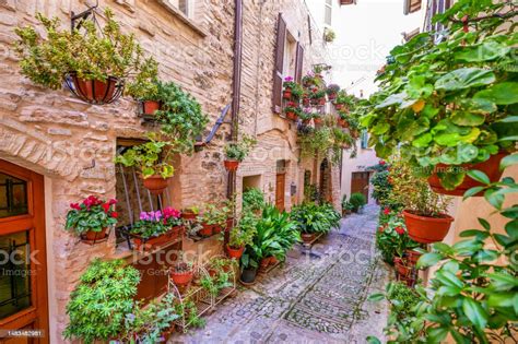 Beautiful Flowering Plants Decorate A Stone Alley In The Medieval