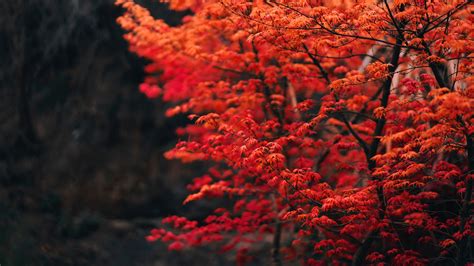 Download Wallpaper 3840x2160 Tree Branches Leaves Red Blur 4k Uhd
