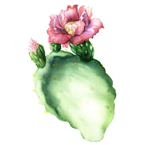 Opuntia Cactus With Flower Isolated Watercolor Painting