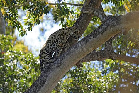 Jaguar Climbing A Tree Stock Photo Image Of Jofre Animals 202059450
