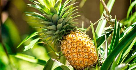 How To Grow And Care Pineapple Plant Step By Step Guide Geartrench