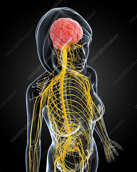 Female Nervous System Artwork Stock Image F0061535 Science