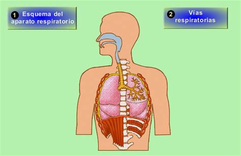 E S O Aparato Respiratorio Pulmones Actividad Respiratoria Enfermedades Higiene Y Cuidados
