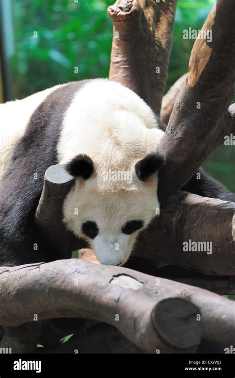 A Giant Panda Lying On The Tree Branch And Sleeping Stock Photo Alamy