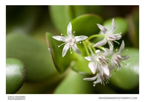We did not find results for: Crassula ovata (Jade plant) flowers (II) · David Kennard ...