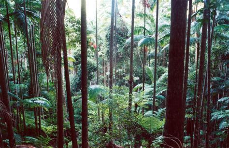 Australasia Oceania Rainforests