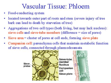 Vascular Tissue Phloem