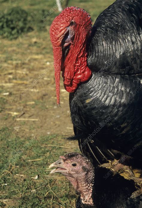 Turkey Cock Stock Image E7640331 Science Photo Library