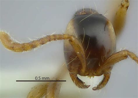 Formicidae Aenictinae Aenictus Fulvus