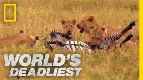 A subscription gives you full digital access to all our content. Lions vs. Zebra | World's Deadliest - YouTube