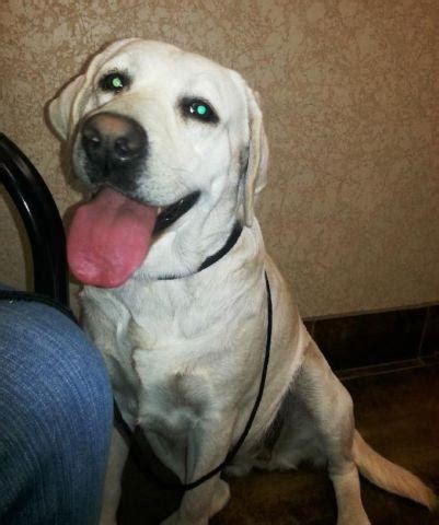 If you are searching nearby texas, you can check silver lab puppies for sale in texas on low price. AKC English Lab puppies. Champion pedigree! Very light ...
