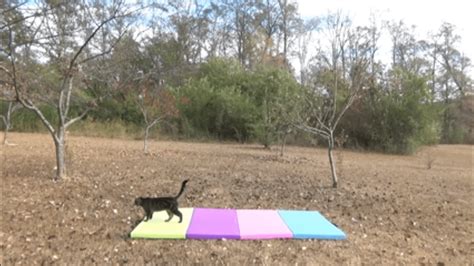 Teaching A Cat Gymnastics