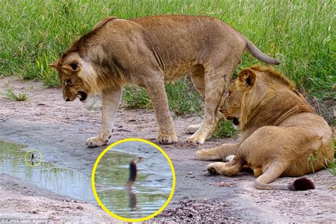 And coming soon, the clever devils vs. Lions run away from hissing baby cobra in Botswana photos ...