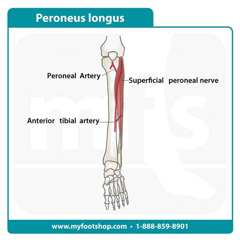 Peroneus Longus Muscle Lower Extremity Anatomy