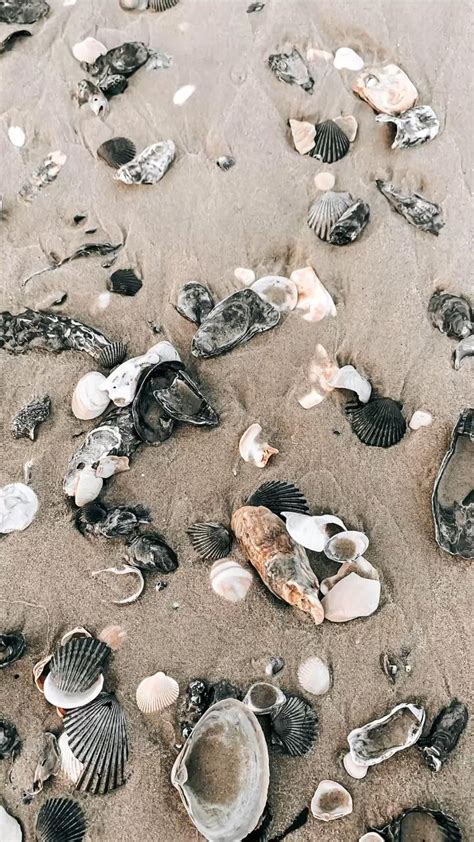 Sally Sold Seashells By The Seashore 🐚 In 2022 Ocean Photography Nature Photography Sea Shells