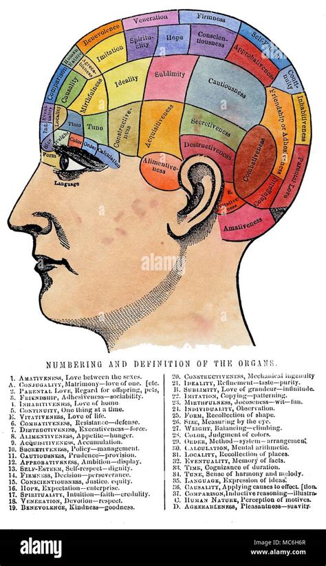 Phrenology Head Illustration Hi Res Stock Photography And Images Alamy