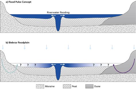 Conceptual Cross Sections Through The Riverfloodplain System Showing