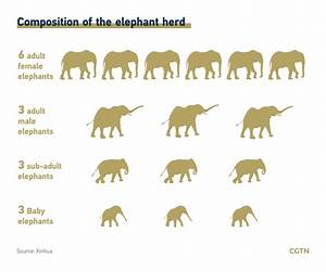 Chart Of The Day Elephants Heading North Cgtn