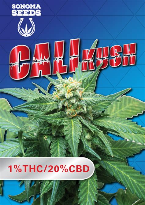 Cali Kush Cbd Feminized Cannabis Seeds By Sonoma Seeds