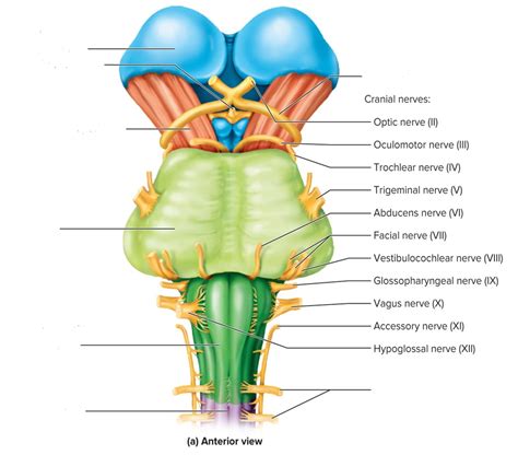 The Brainstem And Diencephalon Figure 95a Diagram Quizlet