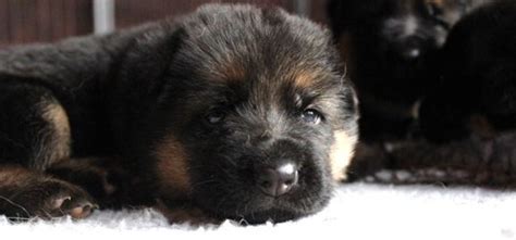 German shepherd puppies available in southern wisconsin, minnesota & northern illinois. Pedigree German Shepherd Puppies Minnesota & Illinois ...