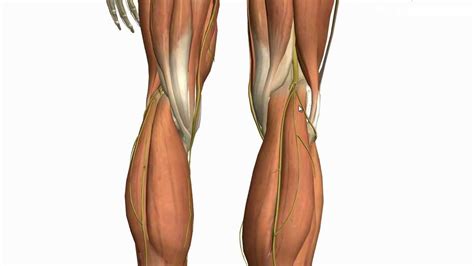 Learn about the causes, symptoms, diagnosis and treatment options of a other common terms for this injury include a calf muscle strain, calf tear and torn calf muscle. Muscles of the Leg - Part 2 - Anterior and Lateral ...