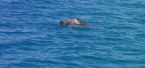 Hervey Bay Whale Watching And Dolphin Watching Tour Faqs