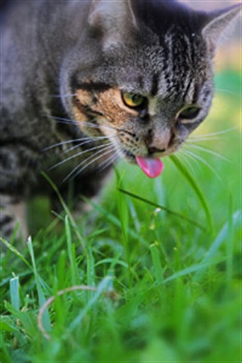 If your cat goes outside, the chances are that you have seen them eating grass. Cat Grass - Why Do Cats Eat Grass?