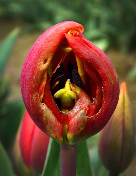 Anatomy Of A Tulip Smithsonian Photo Contest Smithsonian Magazine