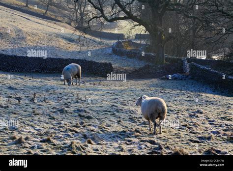 Classic Winter Landscape In The Yorkshire Dales Of England Stock Photo