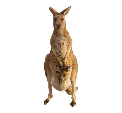 Australia Unduh File Kanguru Png Gratis Png Play
