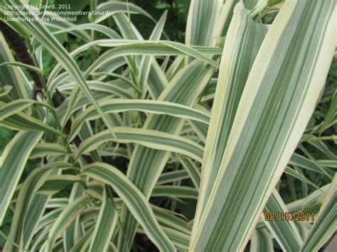 Forest service's giant reed is a common hydrophytic plant found along disturbed and undisturbed streambanks, desert springs, flood plains, drainages, and irrigation waterways. PlantFiles Pictures: Striped Giant Reed 'Peppermint Stick ...