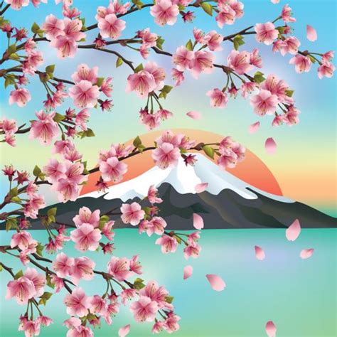 Best Japanese Cherry Blossom Illustrations Royalty Free