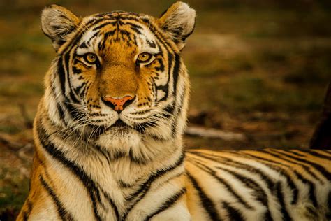 5 Incredible Tiger Species From Around The World
