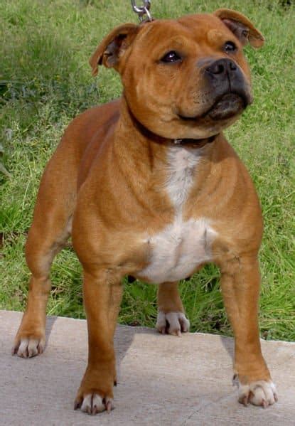 Picture 1 Of 1 Staffordshire Bull Terrier Pictures And Images Animals