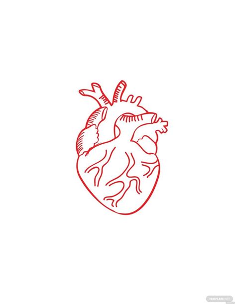 Drawing Human Heart Tattoo