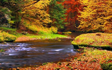 Autumn Forest Trees Leaves River Wallpaper 1280x800 Resolution