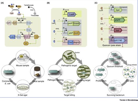Genetic Circuit Assisted Smart Microbial Engineering Trends In