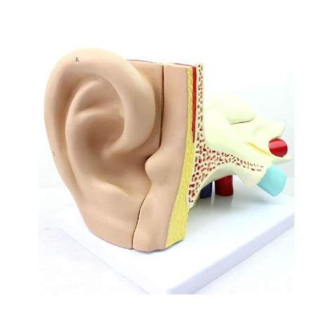 Giant Ear Model 4x Life Size 5 Parts Dr Wong Anatomy