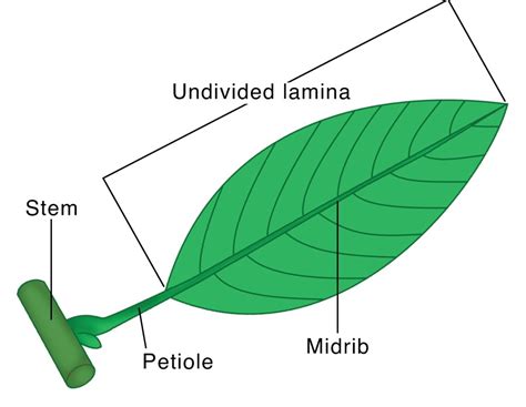 Parts Of Leaf Structure Types How Leaves Work Function And Diagram