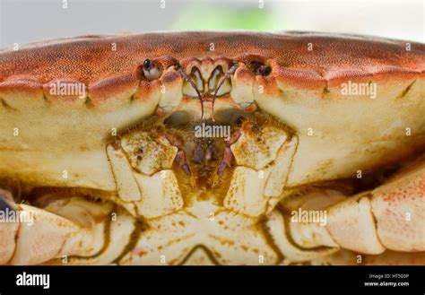 Crab Mouthparts Arthropod Hi Res Stock Photography And Images Alamy