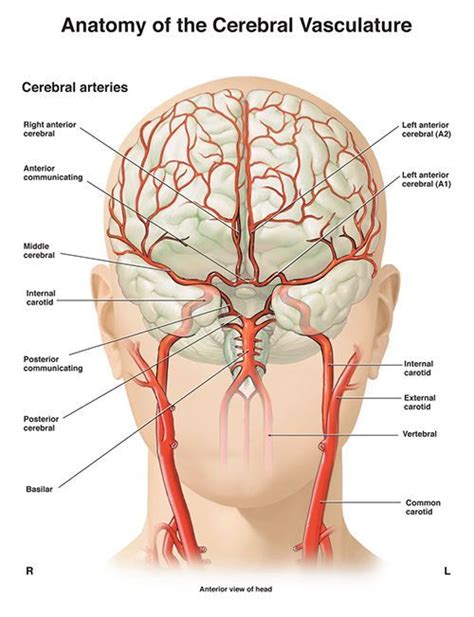 Anatomy Of The Cerebral Vasculature Diagram Anatomynote