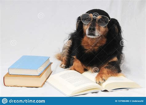 Reading Dog Stock Photo Image Of Concentrate Education 137986486